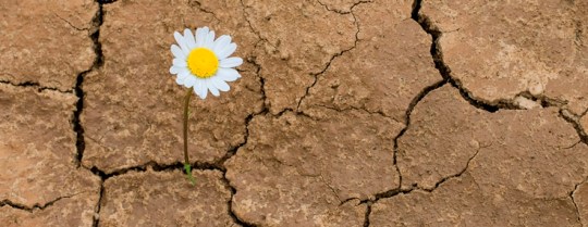 daisy flower in the desert